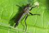 Didysmachus picipes